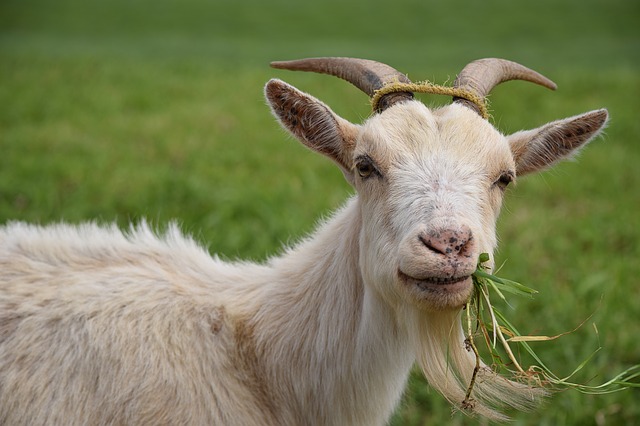 Goat with grass in its mouth - can you eat japanese knotweed? Is japanese knotweed edible?