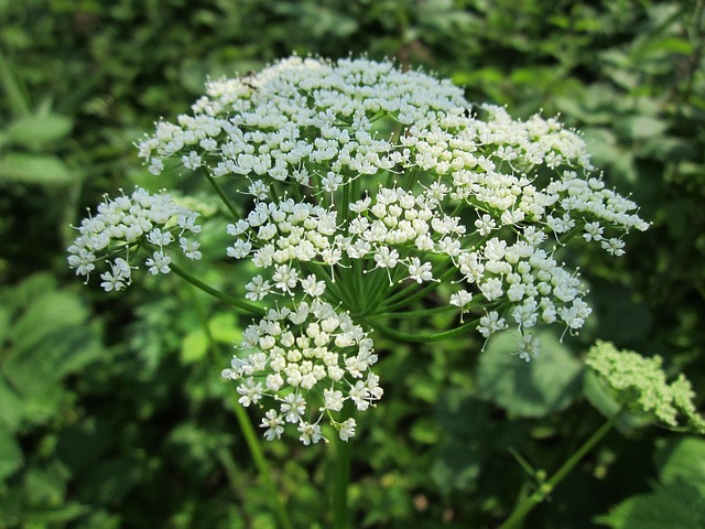 Ground elder