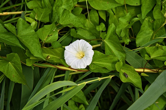 Hedge Bindweed