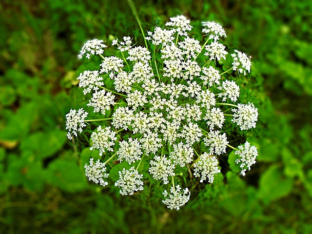 hemlock plant