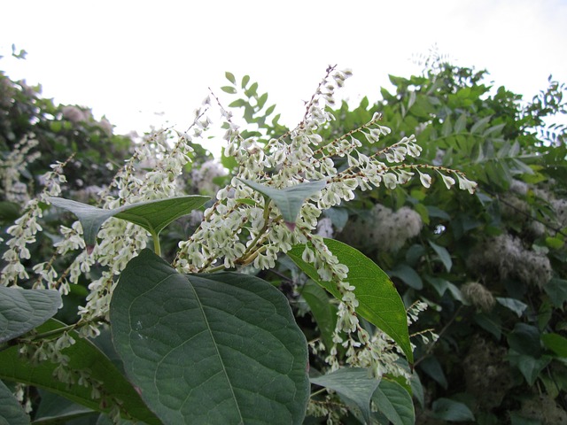 Japanese knotweed flowers