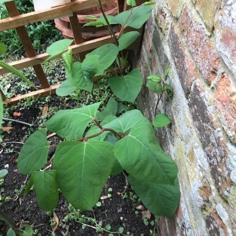 Japanese knotweed growing in soil