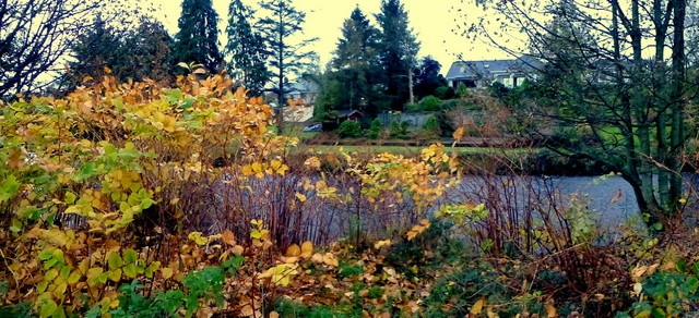 Japanese knotweed in autumn