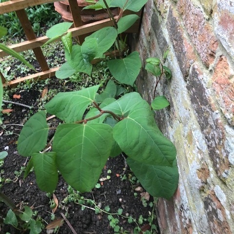 How Long Can Japanese Knotweed Stay Dormant?