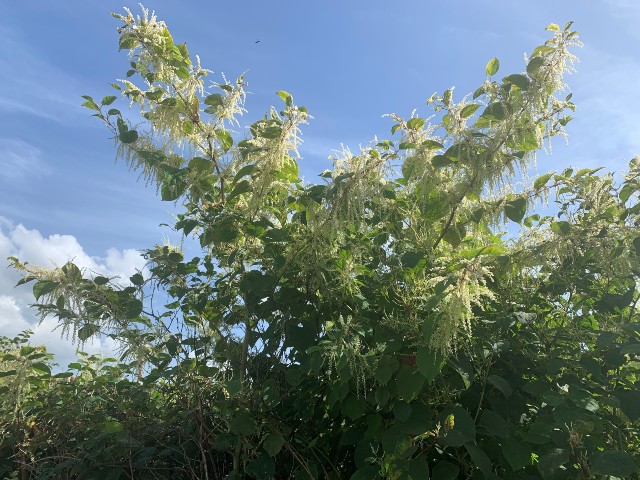 Japanese knotweed in autumn