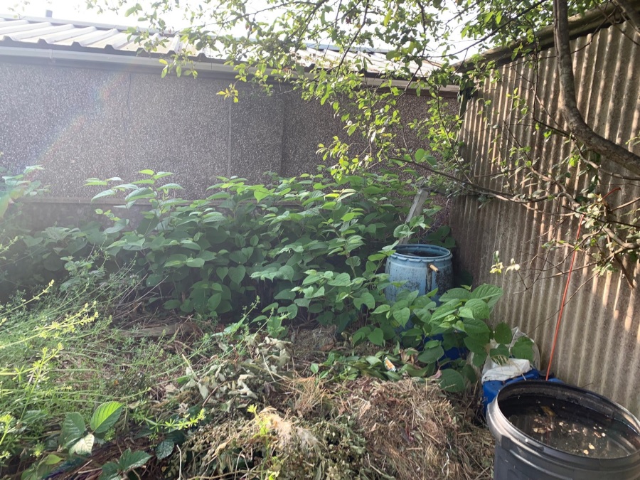 Japanese knotweed in a UK garden
