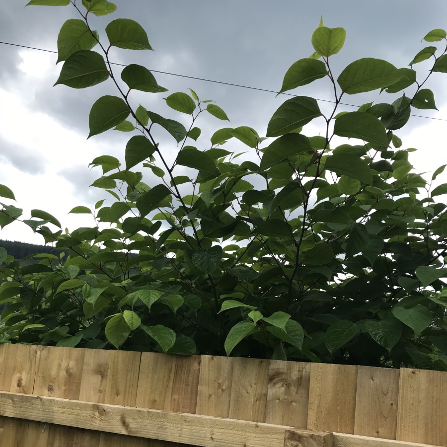 Japanese knotweed growing over a garden fence