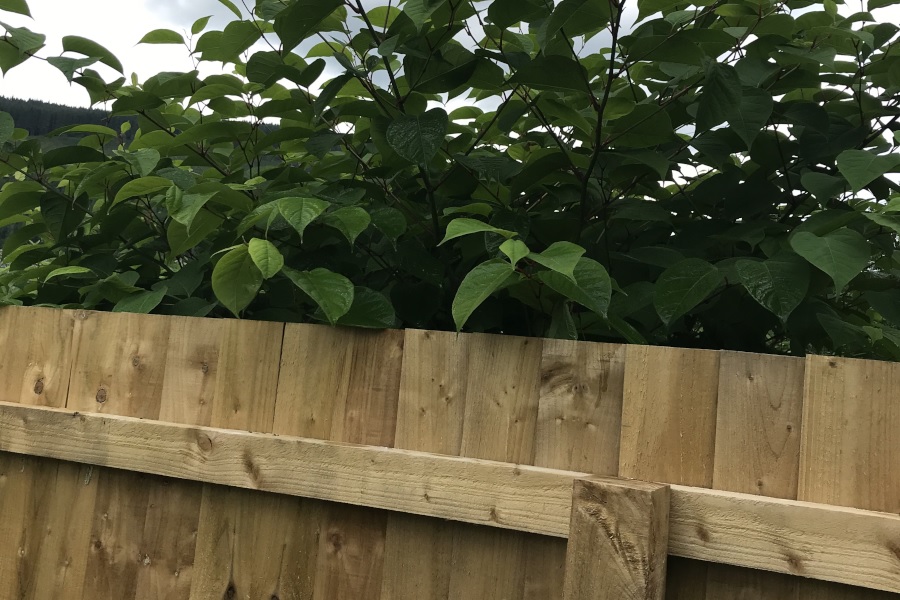 Japanese knotweed near property boundary