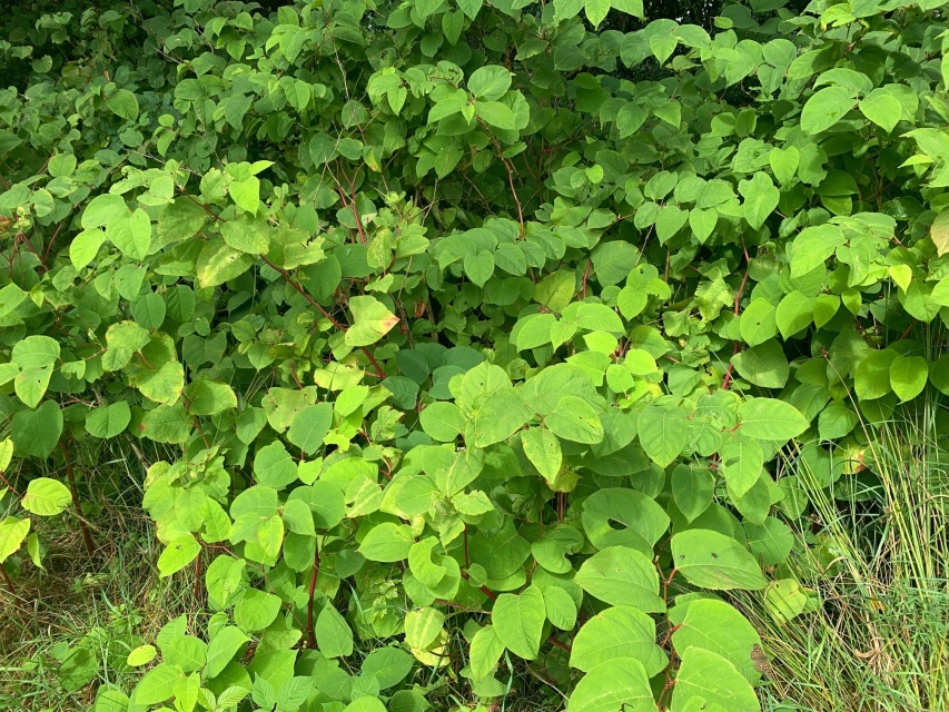 Japanese knotweed plant