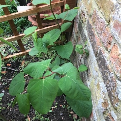 Japanese knotweed causing problems