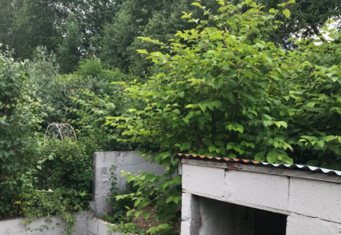 residential property with japanese knotweed
