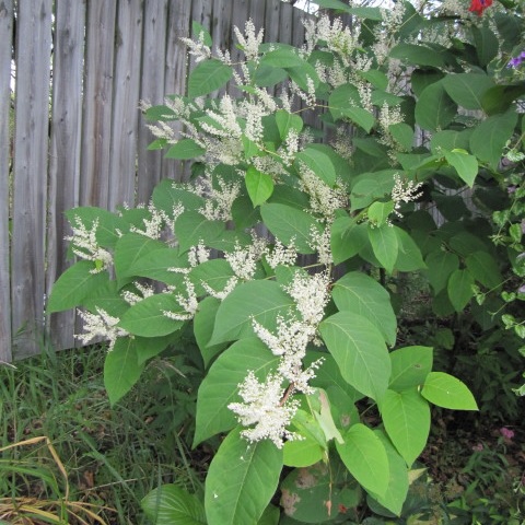 cluster of japanese knotweed