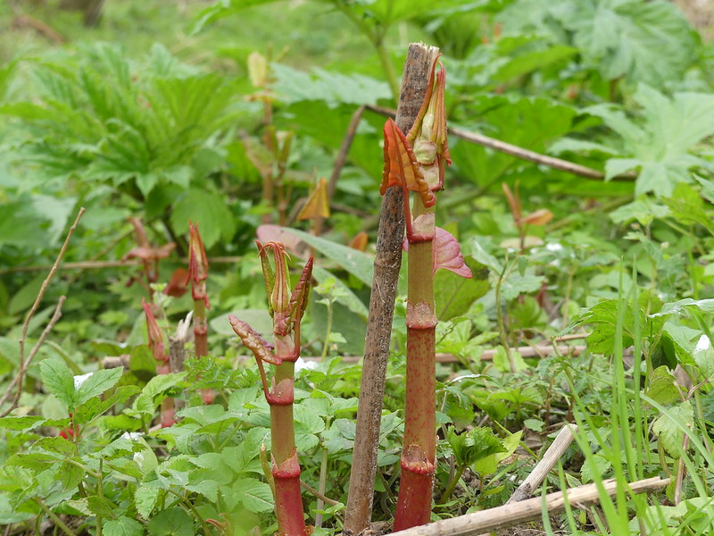 Japanese knotweed stems