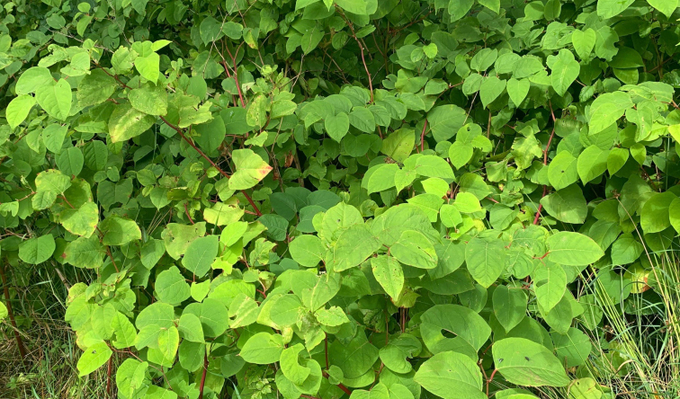 Japanese Knotweed