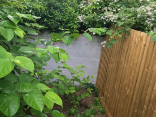 knotweed growing near fence