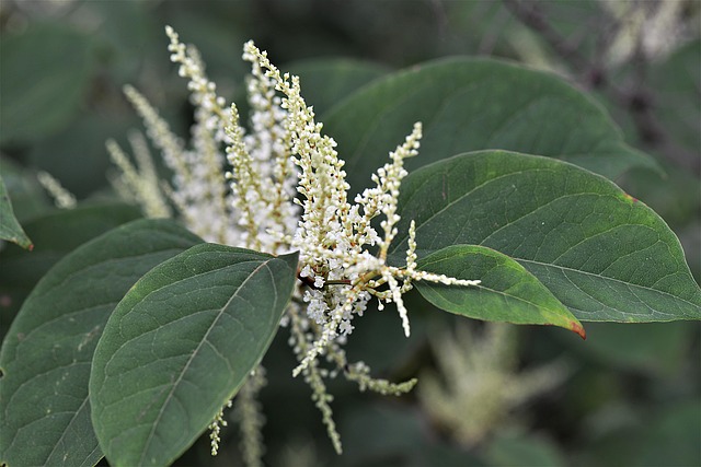 Japanese knotweed