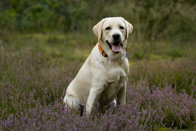 knotweed sniffer dog