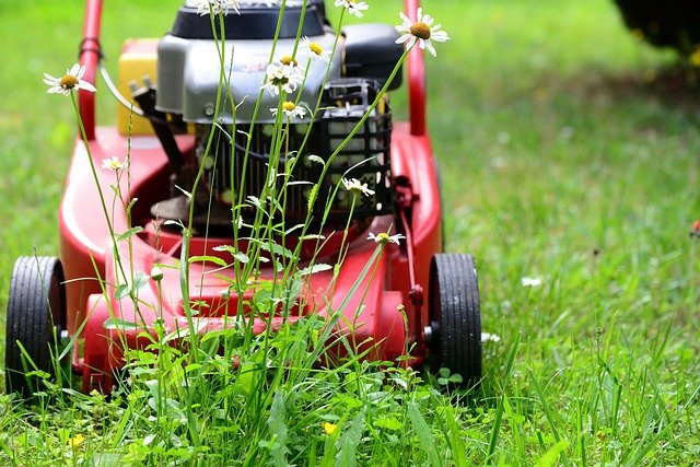 why can't you cut Japanese knotweed?