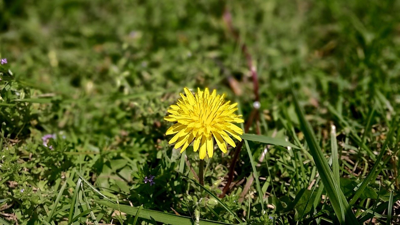 Lawn with dandelions and other weeds