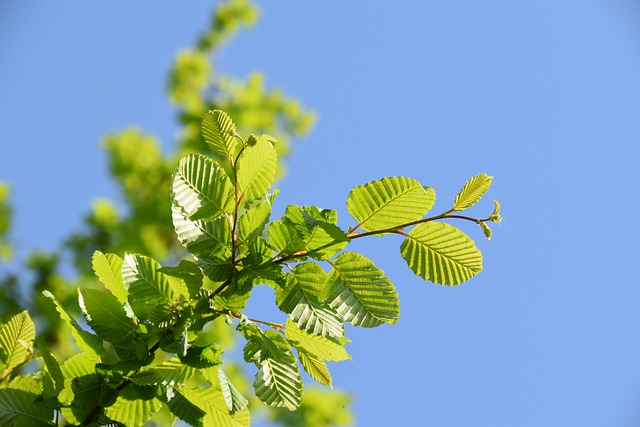 difference between trees and shrubs