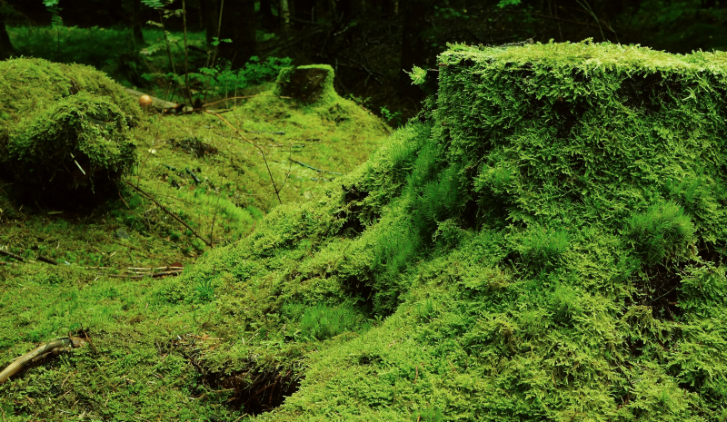 tree stump and forest floor covered in thick moss growth - where can moss grow