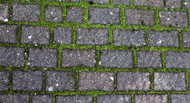 Mossy driveway