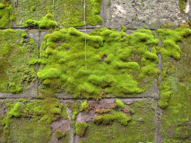 Garden Moss & What to Do About It