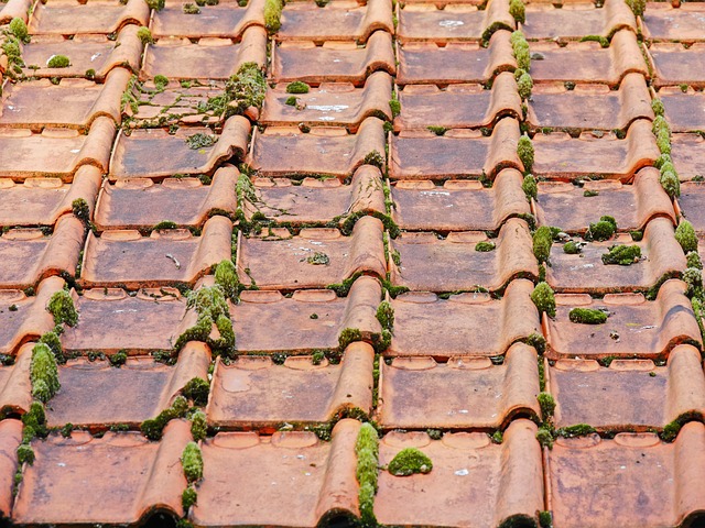 Moss on roof tiles