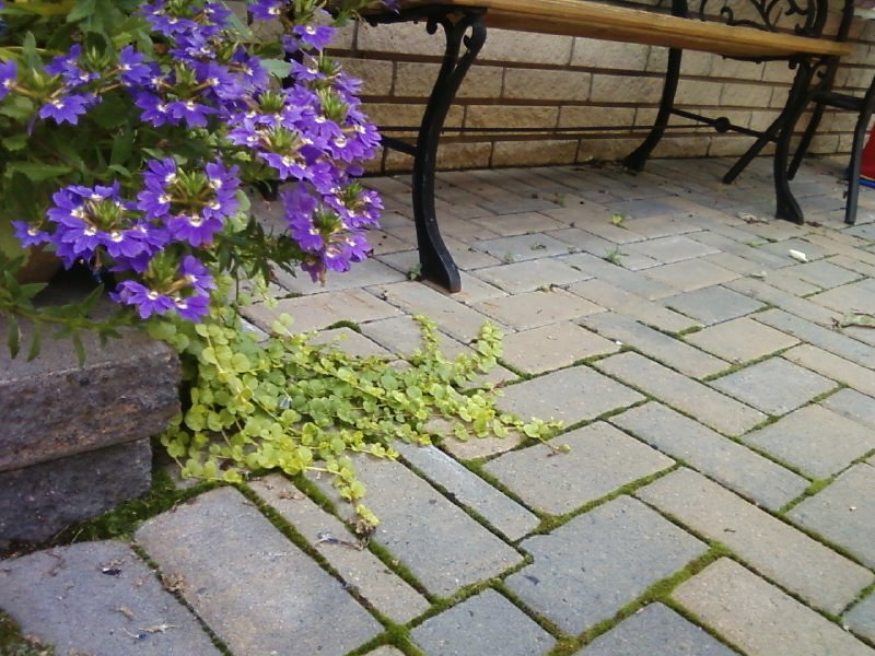 Patio moss