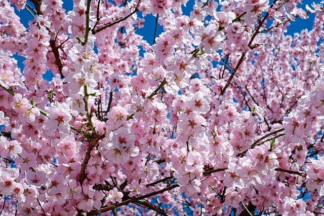 Pink flowers