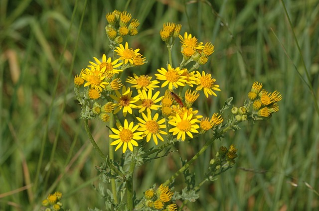 ragwort plant