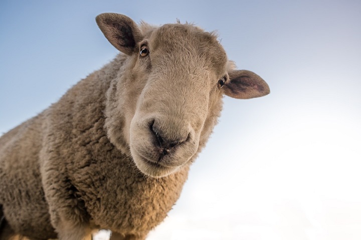 sheep, connelly’s knotweed, japanese knotweed south wales