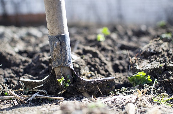 DIY Japanese knotweed removal