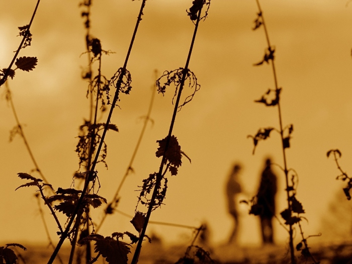 dead weeds for spraying