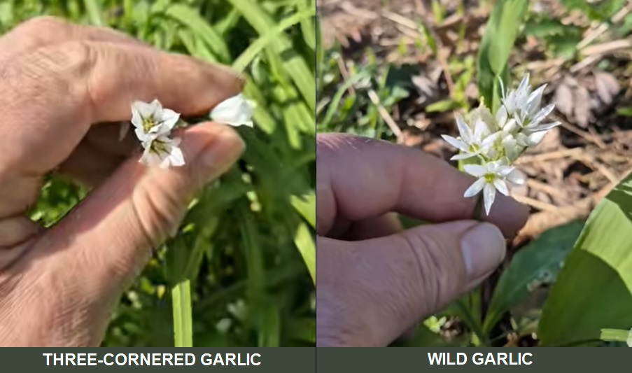 Three-cornered garlic vs Wild garlic