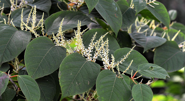 japanese knotweed plant