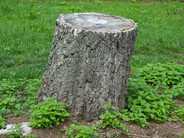Do Tree Stumps Grow Back?