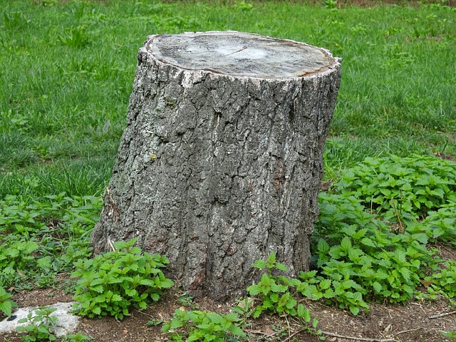 tree stump