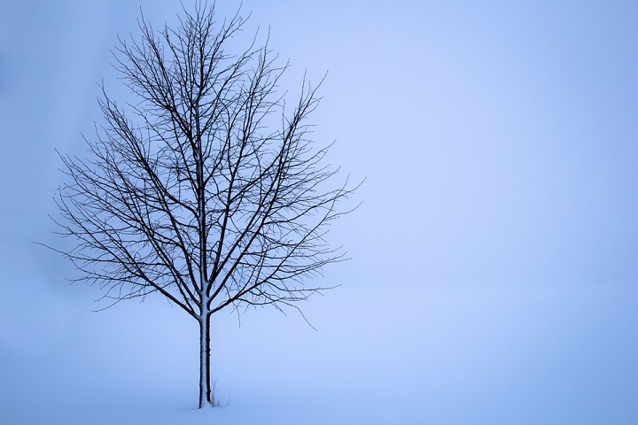 Tree in winter