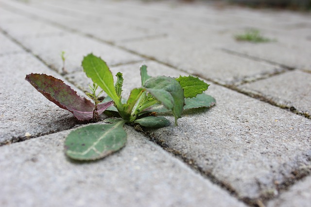 are overgrown weeds a health and safety risk