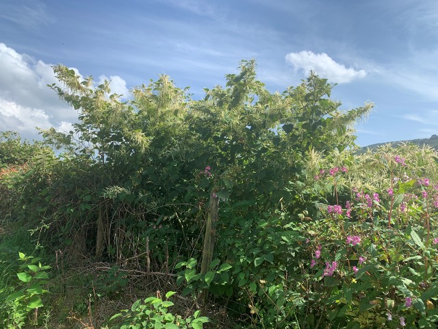 Japanese knotweed in September