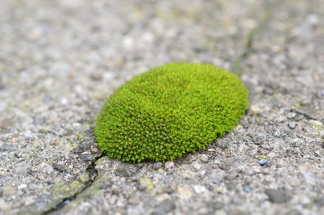 Moss growing on path