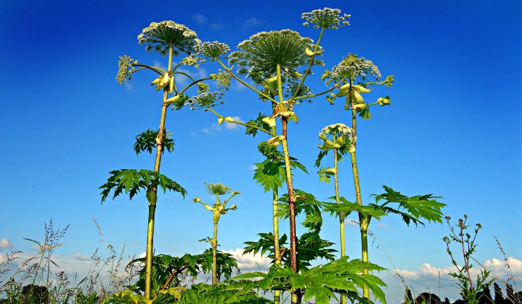 tall growth of giant hogweed - 5 facts about giant hogweed