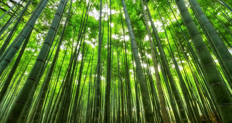 how to stop bamboo from spreading - towering forest of green bamboo