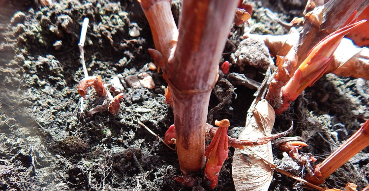 young japanese knotweed shoots sprouting up in the spring