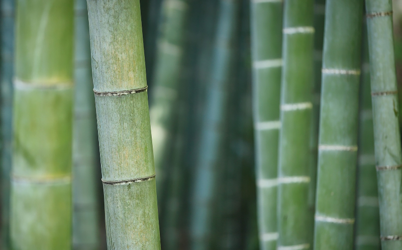 close up image of tall green bamboo shoots - is bamboo invasive