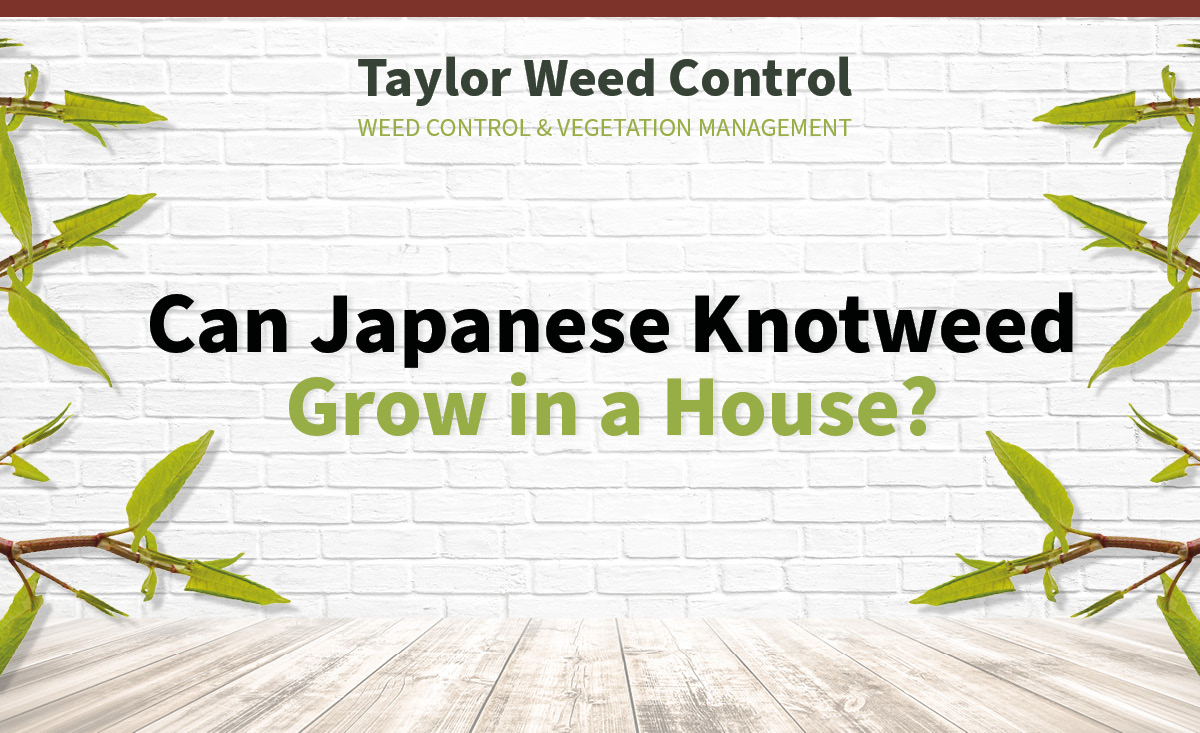 text reaing can japanese knotweed grow in a house