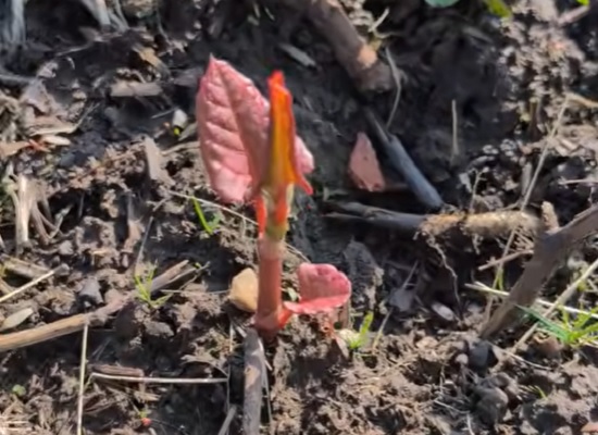 Early Japanese knotweed shoots (spotted 5th March 2026)