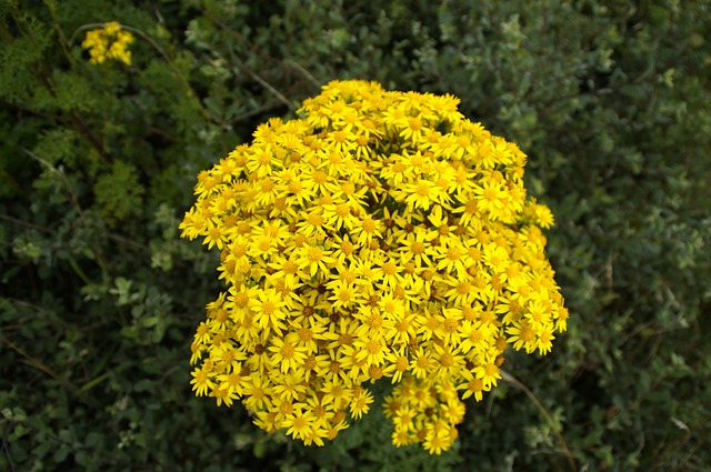 Ragwort