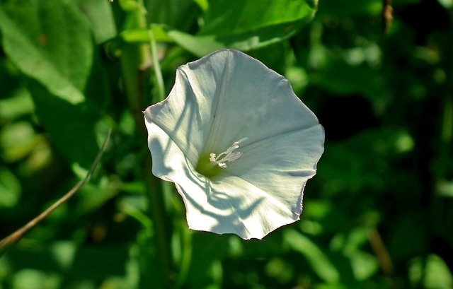 is bindweed poisonous